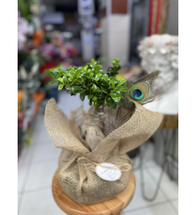 BONSAI Ağaç örgü gövde tropik